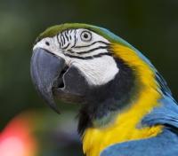 Macaw